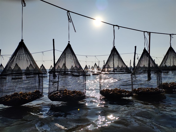 Fedagripesca: Oltre 9 ostriche su 10 consumate in Italia sono straniere. Ridurre l’Iva per sviluppare il mercato nazionale con un potenziale da oltre 60 MLN di euro